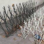 حفاظ شاخ گوزنی