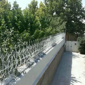 حفاظ شاخ گوزنی دیوار ساختمان در گرگان