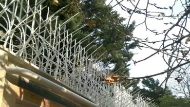 حفاظ شاخ گوزنی دیوار ساختمان در آمل