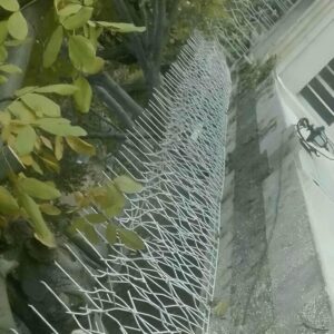 حفاظ شاخ گوزنی دیوار ساختمان در کردان
