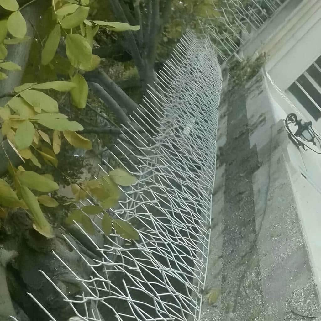 حفاظ شاخ گوزنی دیوار ساختمان در کردان