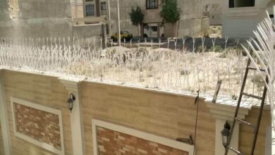 حفاظ شاخ گوزنی دیوار ساختمان در قائمشهر